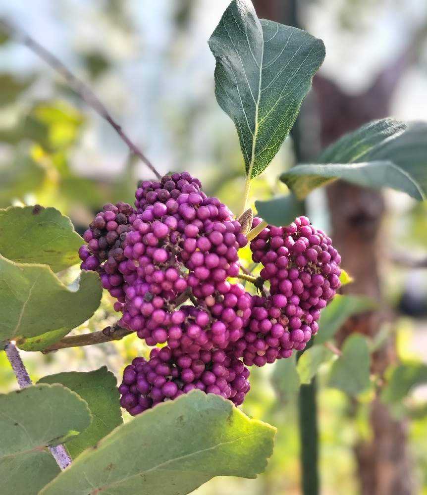 ②アブチロン苗 濃いピンク紫色【1苗】＊開花サイズ 抜き苗 【公式通販】