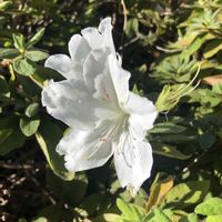 ツツジ,花のある暮らし,お写ん歩,平和を願う☆,植物がある暮らしの画像