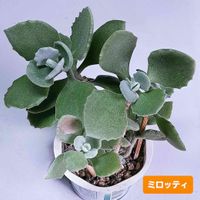 ミロッティ,カランコエ属,植物男子ベランダー,バルコニー/ベランダの画像