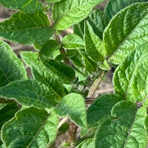 ジャガイモ,花壇,ガーデニング,自家製野菜,ナス科の画像