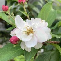 ミカイドウ（実海棠）,ミカイドウ（実海棠）,花壇,ガーデニング,庭木の画像