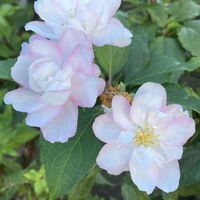 ミカイドウ（実海棠）,ミカイドウ（実海棠）,花壇,ガーデニング,庭木の画像