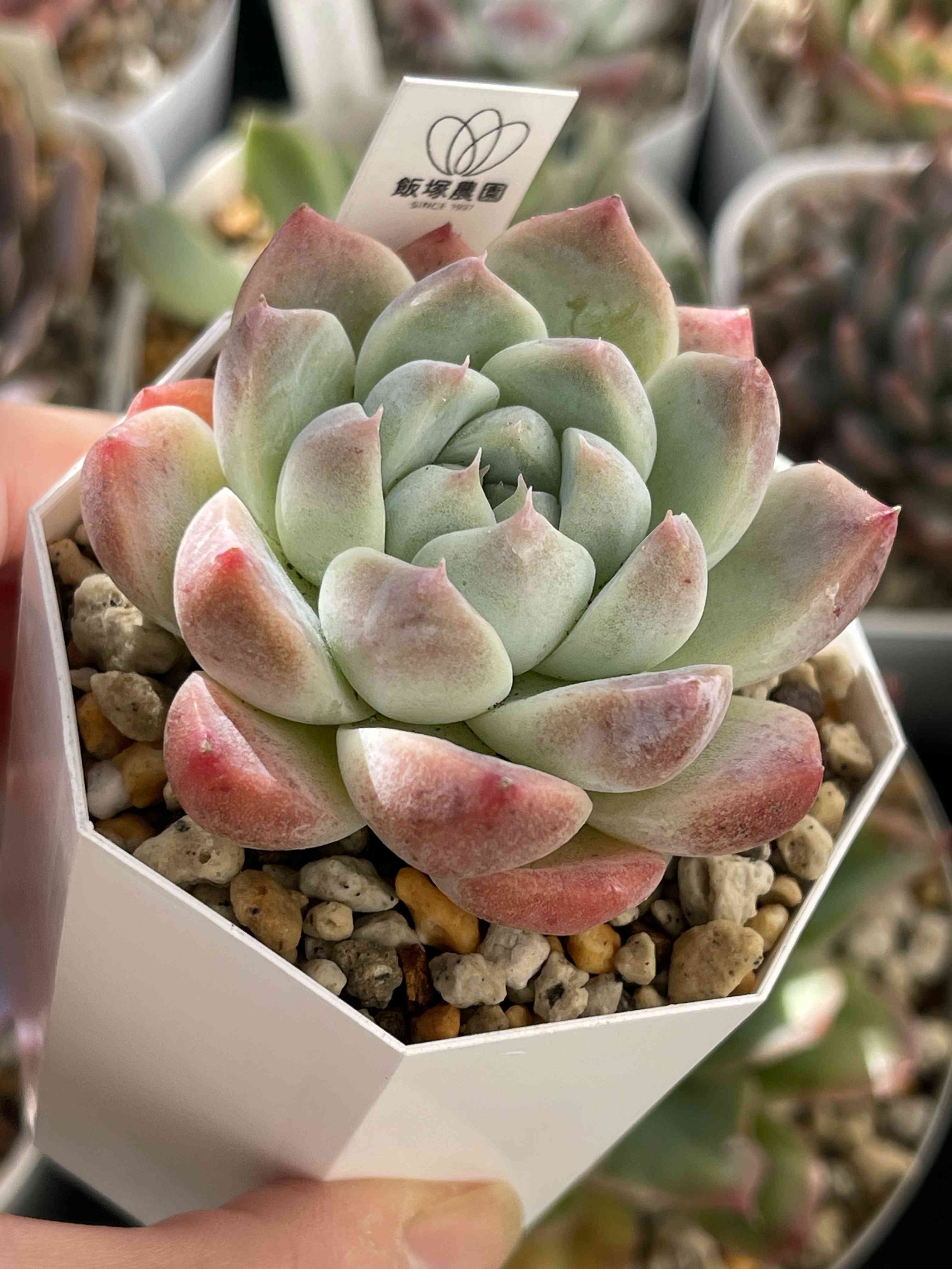 コロラータ×ケッセルリンギアナの一覧｜🍀GreenSnap（グリーンスナップ）