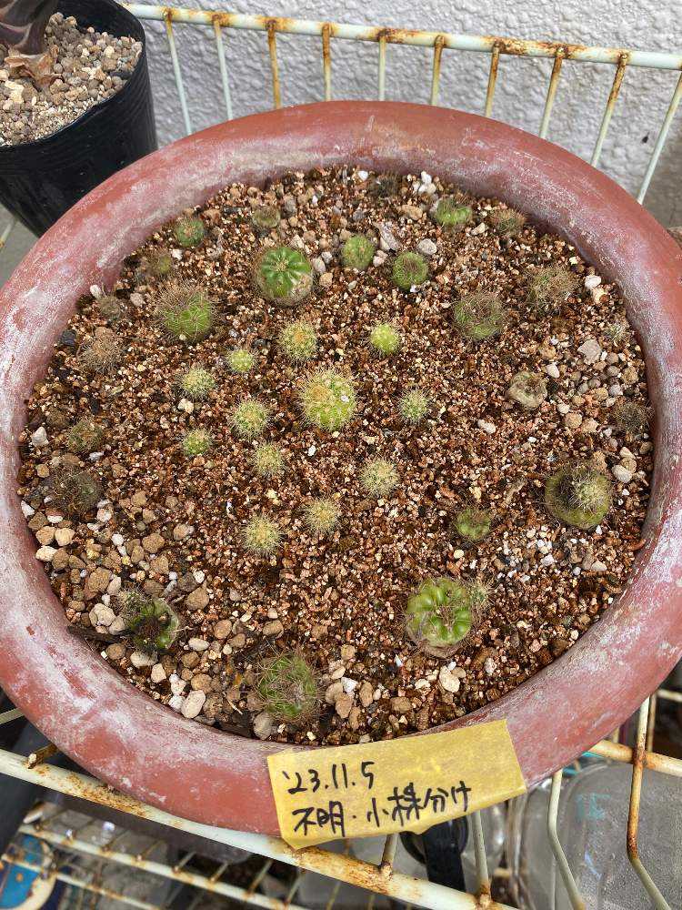 調子が悪いサボテン｜🍀GreenSnap（グリーンスナップ）