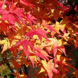 イロハモミジ,日本庭園,過去pic,今日のお花,好古園の画像