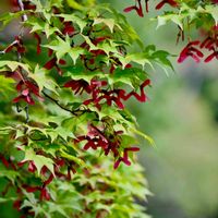 ヤマモミジ,花散歩,秋を感じる,紅葉（こうよう）,翼果の画像