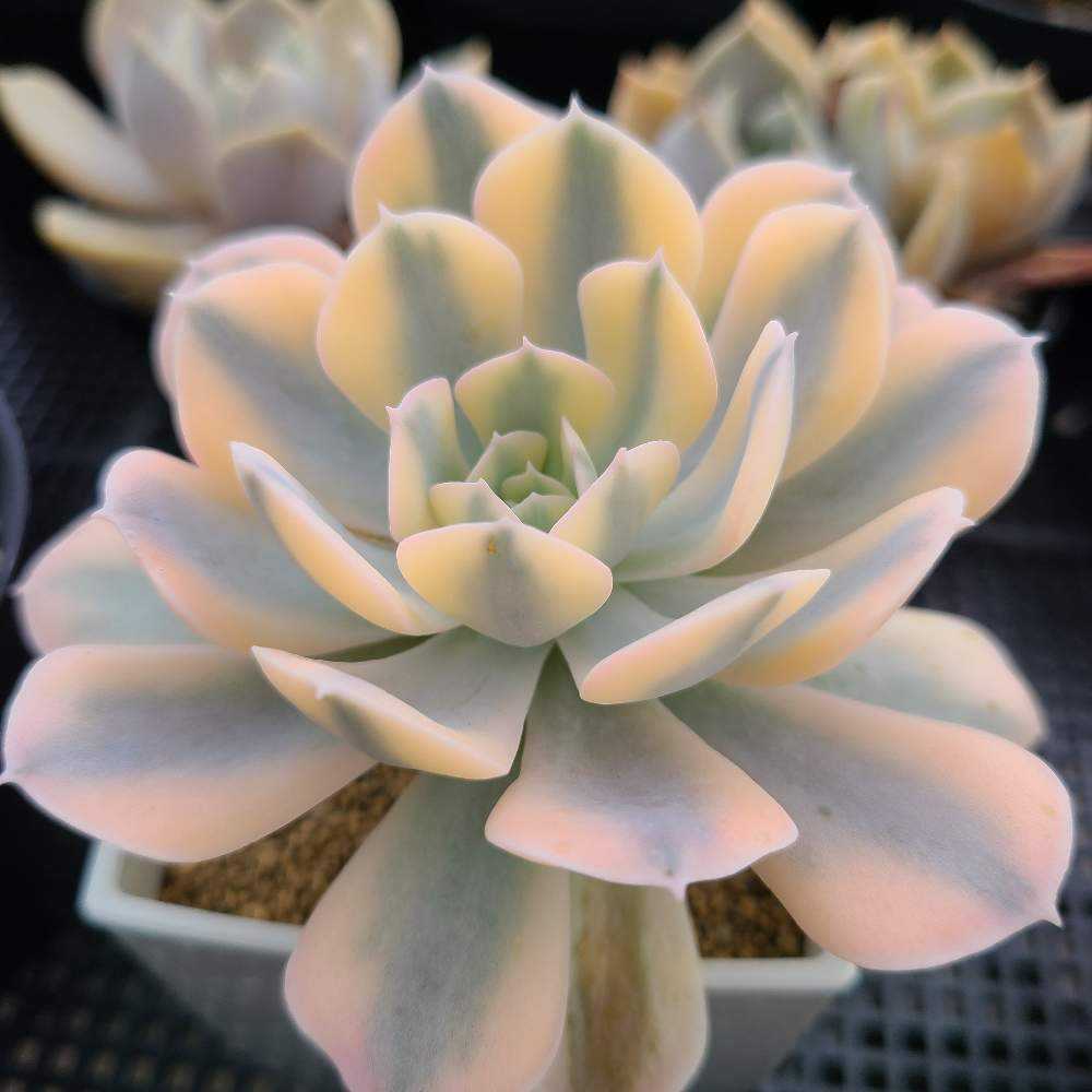 ルンヨニー錦の成長記録💗✨｜🍀GreenSnap（グリーンスナップ）