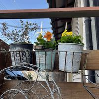 クランベリー,ツルコケモモ,ビオラ,赤い実,黄色の花の画像