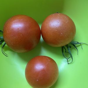 トマト,可愛い〜♡,露地栽培,自然大好き,家庭菜園の画像