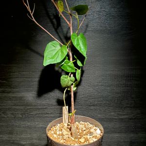イポメア プラテンセ,イポメア プラテンシス,塊根植物,つる性植物,コーデックスの画像