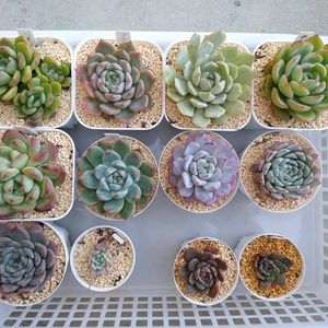 サンタルイス,氷山,白菊の舞,ホワイトザラゴーサ,ホワイトザラゴーサの画像