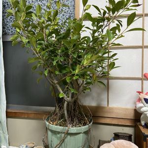 ガジュマル,観葉植物,鉢植え,100均観葉植物,寒さ対策の画像