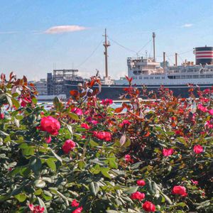 散歩,庭園,花いろいろ,ばら 薔薇 バラ,広い庭の画像