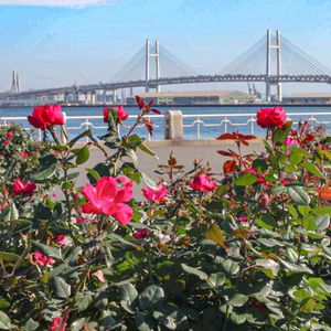 散歩,庭園,花いろいろ,ばら 薔薇 バラ,広い庭の画像