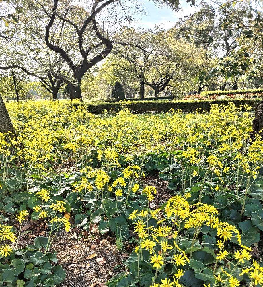 新宿御苑 −たまには熱帯植物−｜🍀GreenSnap（グリーンスナップ）