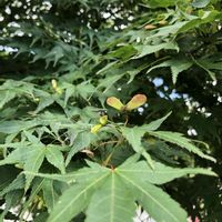 イロハモミジ,イロハモミジ,朝霧高原,平和を願う☆,植物がある暮らしの画像
