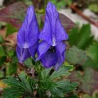 トリカブト,トリカブト,トリカブト,昭和薬科大学薬用植物園の画像