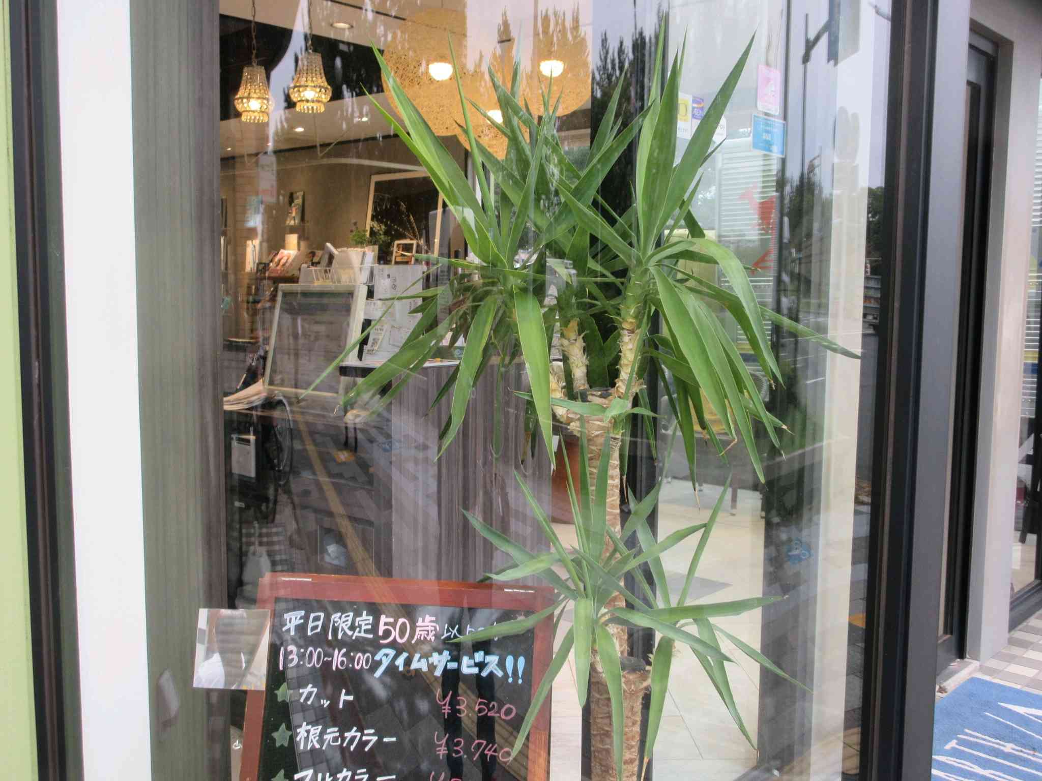 メキシコチモラン（ユッカ）の一覧｜🍀GreenSnap（グリーン