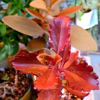 朱蓮,仙人の舞,カランコエ属,紅葉（こうよう）,植物男子ベランダーの画像