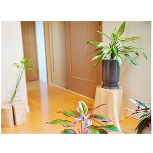 アグラオネマ・シルバークイーン,観葉植物,新芽,斑入りが好き❤︎,階段/廊下の画像