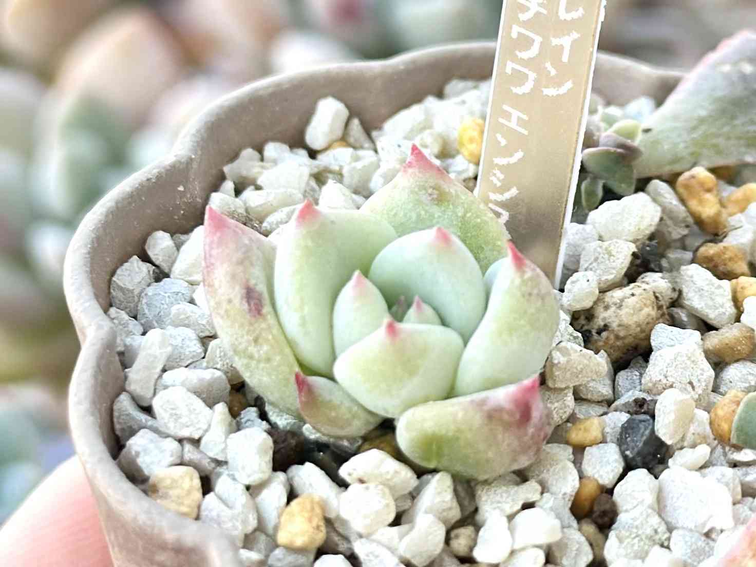 ミソップ苗の一覧｜🍀GreenSnap（グリーンスナップ）