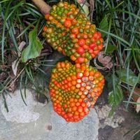 ムサシアブミ,歩くの大好き♡の画像