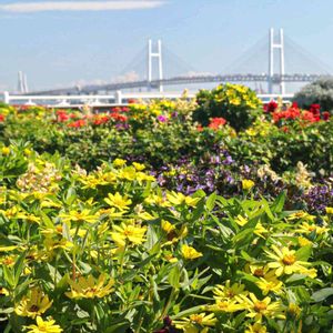 散歩,庭園,花いろいろ,広い庭,お出かけ先の画像