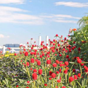 散歩,庭園,千日紅❁,花いろいろ,広い庭の画像