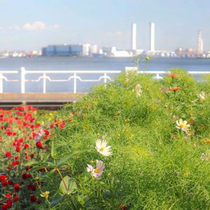 散歩,庭園,千日紅❁,花いろいろ,コスモス♡の画像