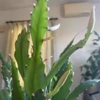 クジャクサボテン,多肉植物のある暮らし,繋がりに感謝✨,癒しの時間♡,ピンクワールドへ ようこその画像