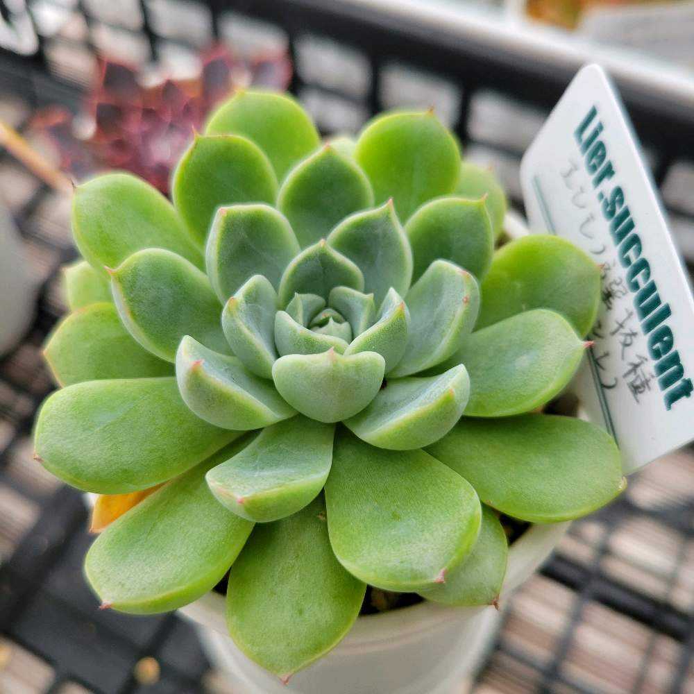 エンシノ選抜種xエンシノ｜🍀GreenSnap（グリーンスナップ）