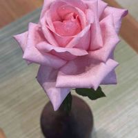 ガーデニング,つるバラ,花のある暮らし,バラ・ミニバラ,クライミングローズの画像