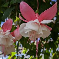 フクシア,植物園,鮮やか ,美しい,大好きなお花☆の画像