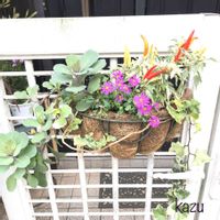 つるバラ,バラ大好き,バラのある暮らし,ばら バラ 薔薇,無農薬薔薇栽培の画像