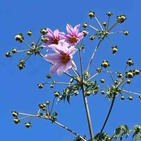 皇帝ダリア,ダリア,花壇,ガーデニング,山野草の画像