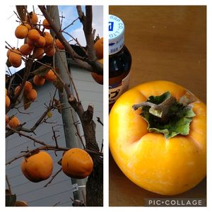 渋柿,甲州百目柿,妙丹柿,接ぎ木,家庭果樹の画像