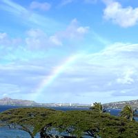 モンキーポッド,植物のある暮らし,ハワイの植物,山の景色,虹(にじ)の画像
