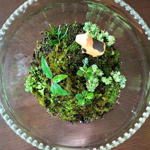 セダム,多肉植物,寄植え,苔テラリウム,苔 (コケ)の画像