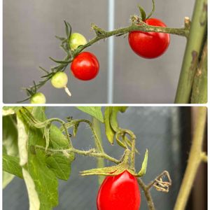 ミニトマト♥,家庭菜園,ベランダの画像