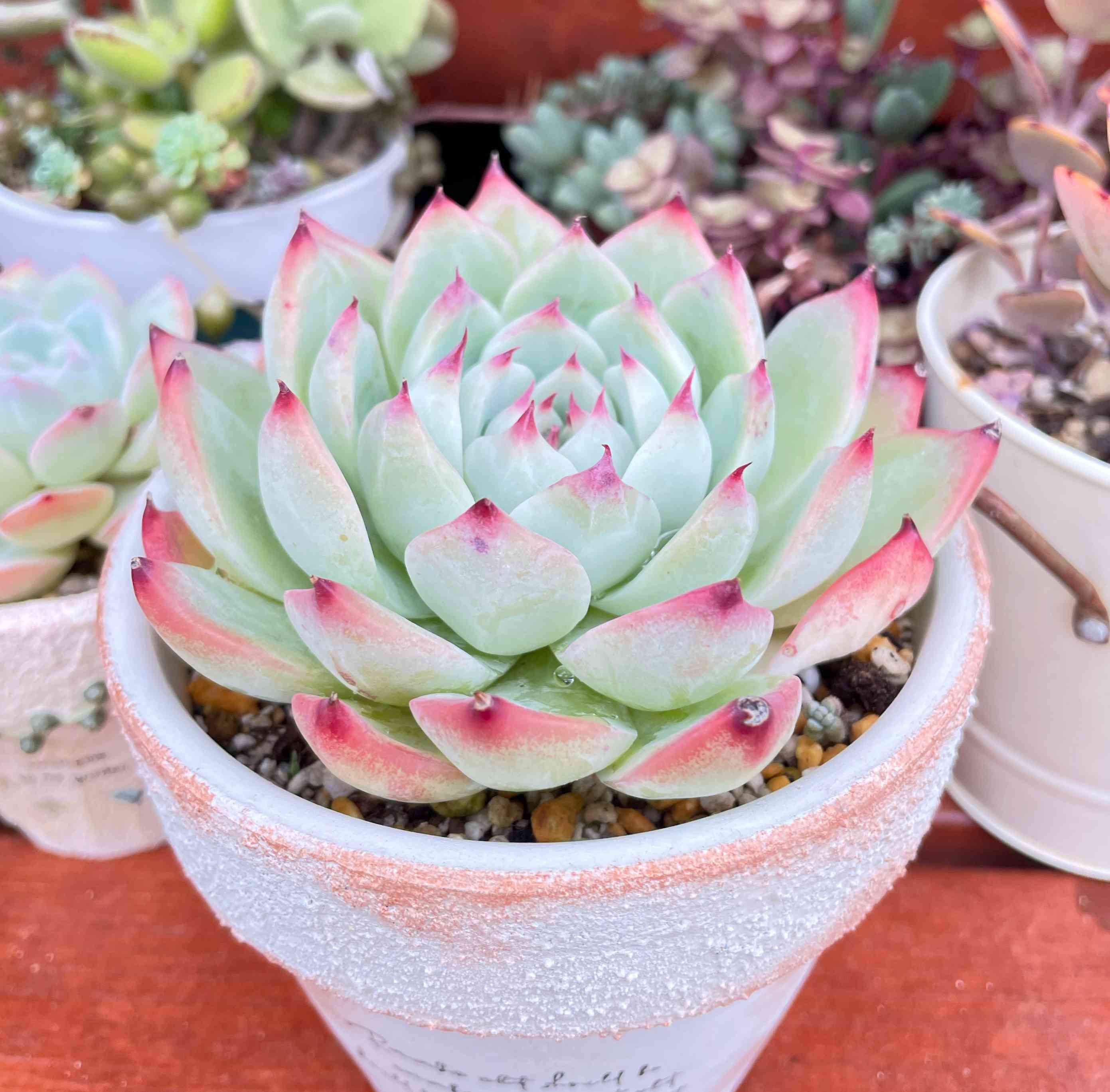 銀天女×ケッセルリンギアナの一覧｜🍀GreenSnap（グリーンスナップ）