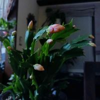 サボテン,デンマークカクタス,デンマークカクタス,多肉植物,no green no lifeの画像