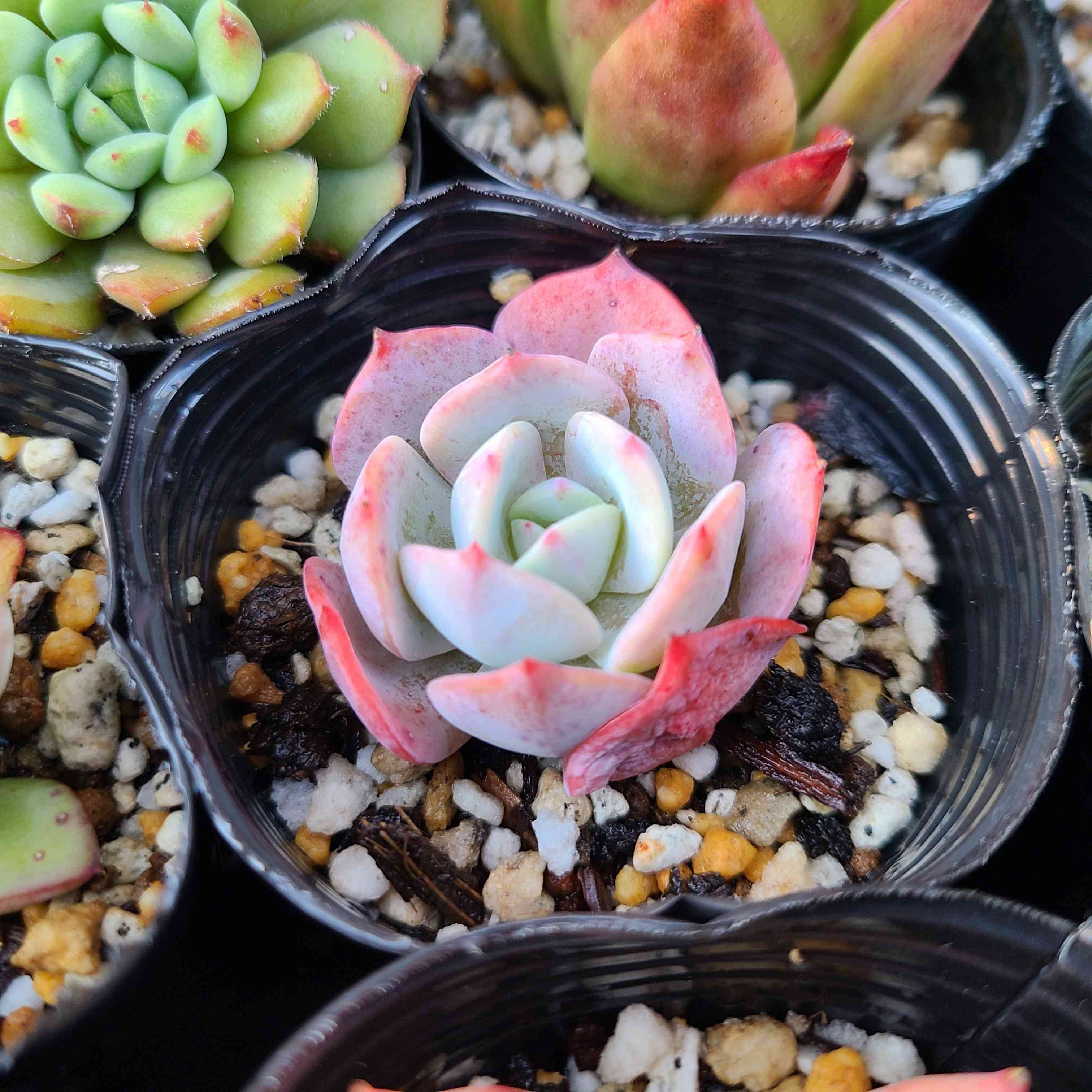 多肉植物　ルンヨニー　抜き苗　エケベリア 多肉植物 エケベリア ルンヨニー錦 7.5cmポット苗 : ハニー