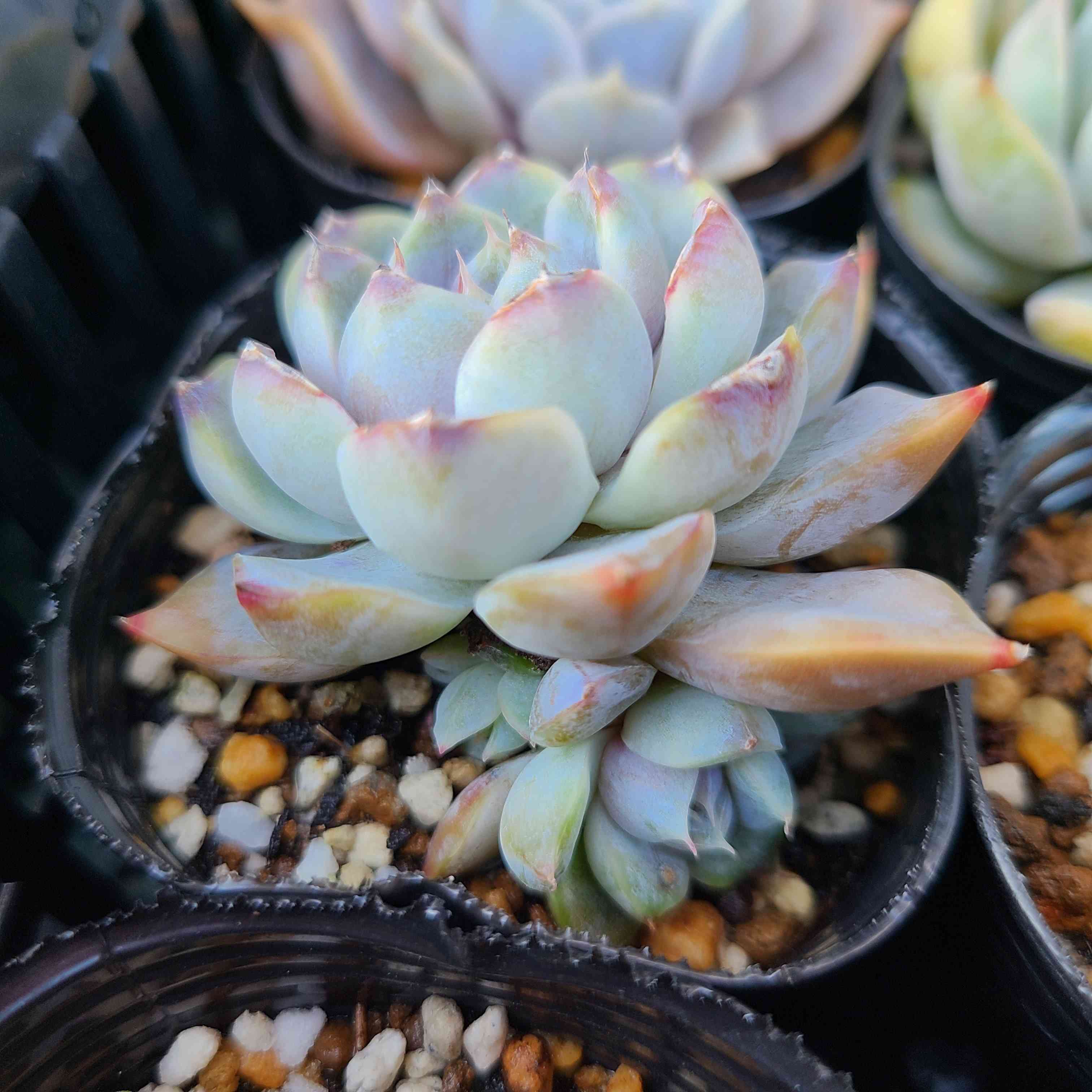 多肉植物　スノーバニー スノーバニーの成長記録❄🐰｜🍀GreenSnap（グリーンスナップ）