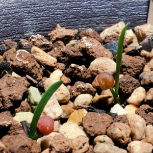 ストルマリア トルンカータ,南アフリカ原産,珍奇植物,ユリ科ストルマリア属,デスクの画像