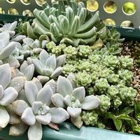 プロリフェラ,玉つづり,四海波,玉蛋白,朧月(おぼろづき)の画像