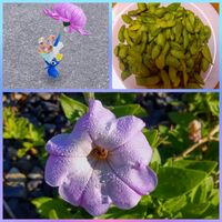 ペチュニア,枝豆,デコ・パズル,青い花マニア,美しく青きドヨウの画像