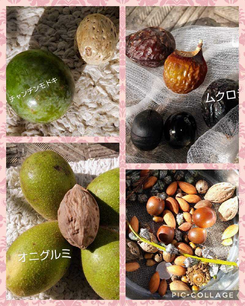 木の実のツリー】【木の実のまとめ】｜🍀GreenSnap（グリーンスナップ）