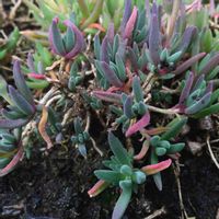 マツバギク,デロスペルマ【砂漠の宝石】,デロスペルマ(耐寒マツバギク),多肉寄せ植え,多肉大好きの画像