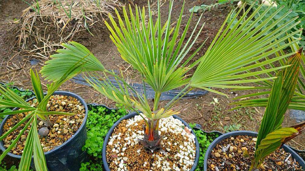 🌴Palm🌴 〜畑のヤシたち〜｜🍀GreenSnap（グリーンスナップ）