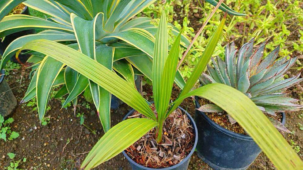 🌴Palm🌴 〜畑のヤシたち〜｜🍀GreenSnap（グリーンスナップ）